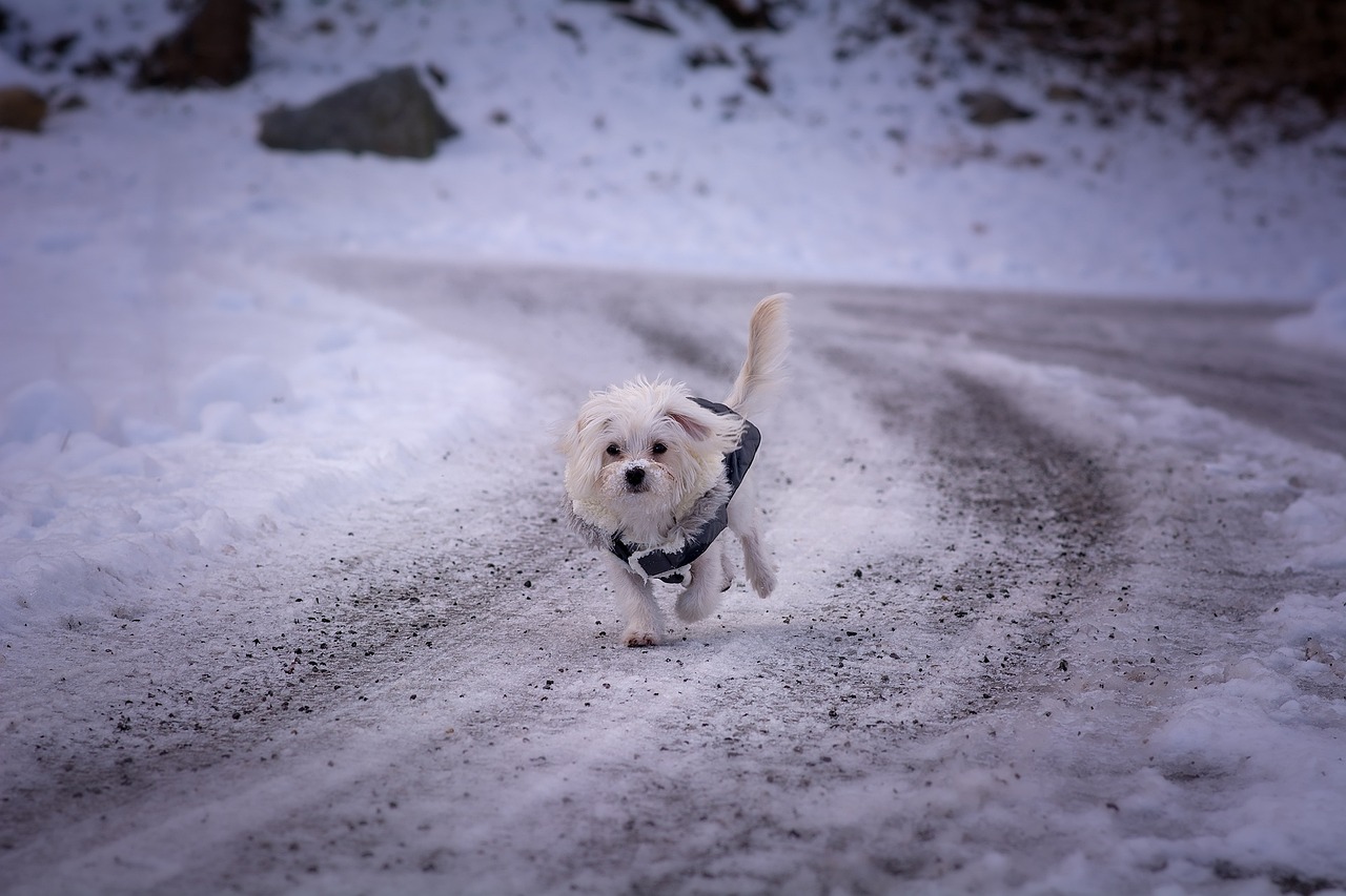 How to Help Your Pet Feel Safe During a Move